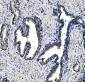 Anti-PCK2 Antibody Picoband™ (monoclonal, 3F7)